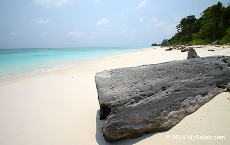 log on the beach