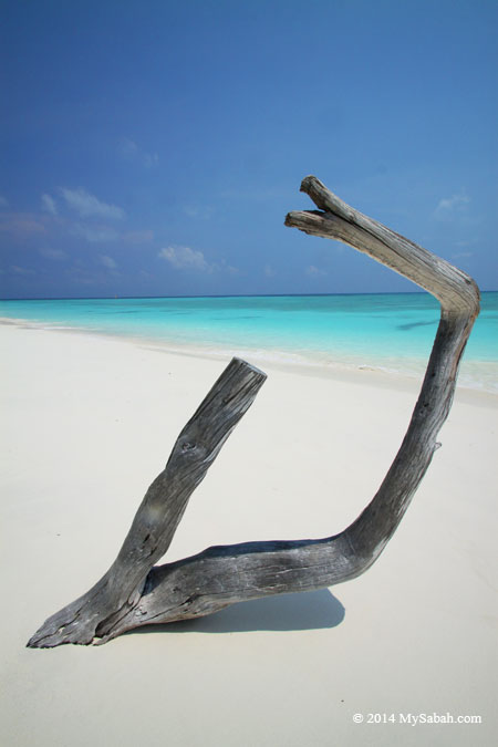 wood on the beach of Mengalum