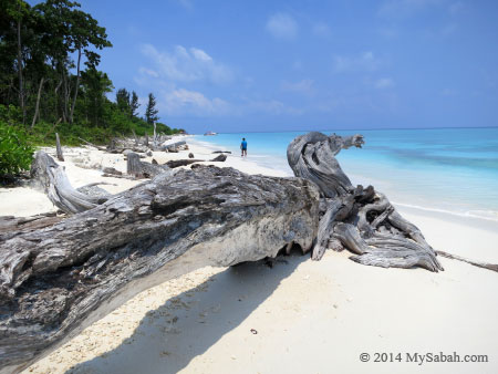 drift wood on the beach