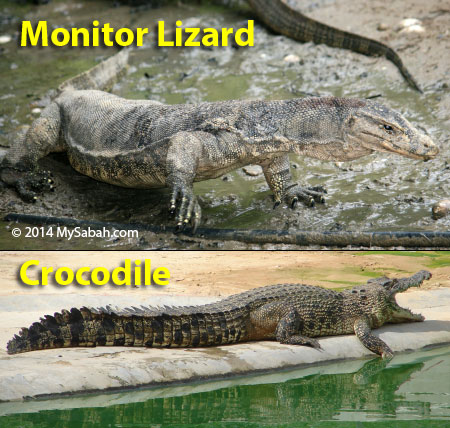 Lizard Vs Crocodile
