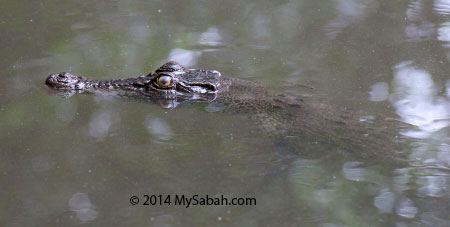 small crocodile