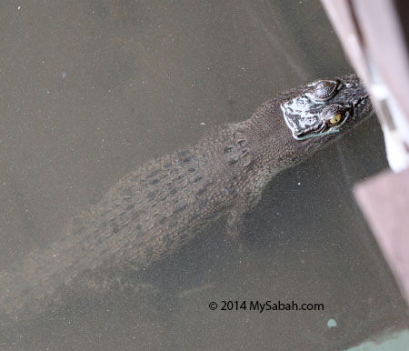 juvenile crocodile