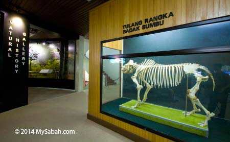 Natural History Gallery of Sabah Museum