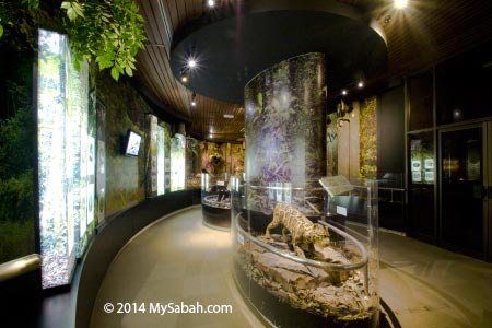 rainforest section of Natural History Gallery
