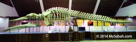 whale skeleton