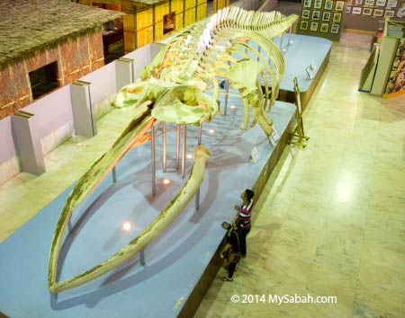 biggest Bryde's Whale Skeleton in The Malaysia Book of Records