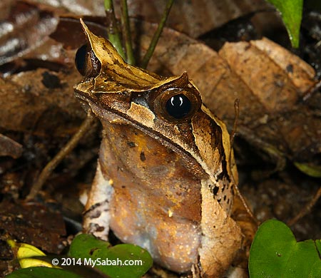 Bornean Horned frog