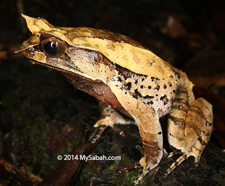 Bornean Horned frog in Poring