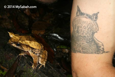 Horned frog tattoo