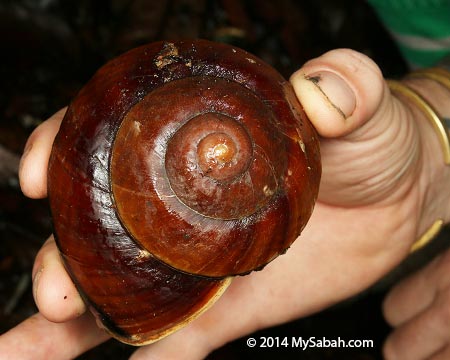 big forest snail