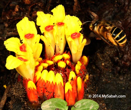 ginger flower