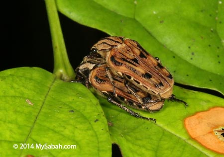 mating beetles