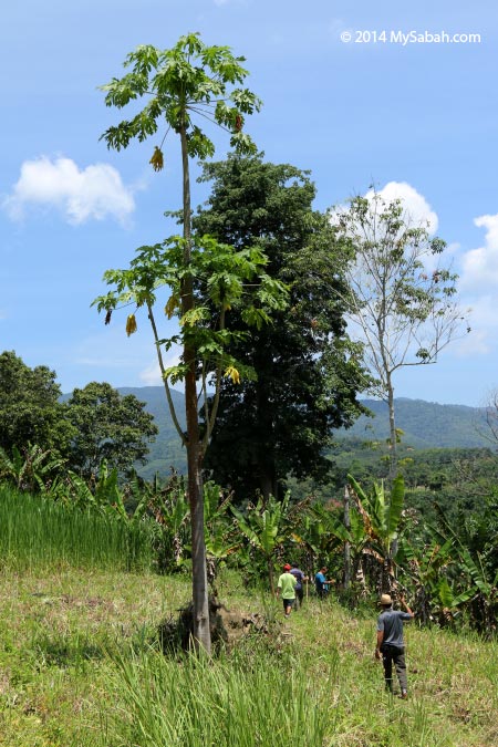 tall papaya tree