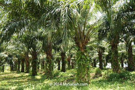 oil palm