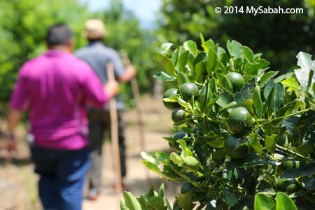 calamansi plantation