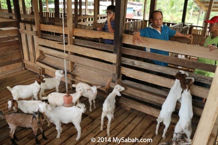 goat farm