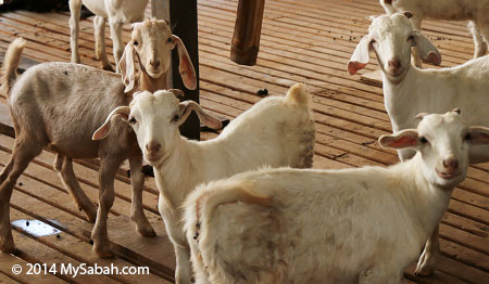 smiling goats