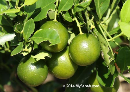 Calamondin fruit / Limau Kasturi