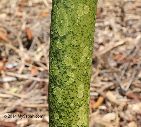 stem of Amorphophallus lambii