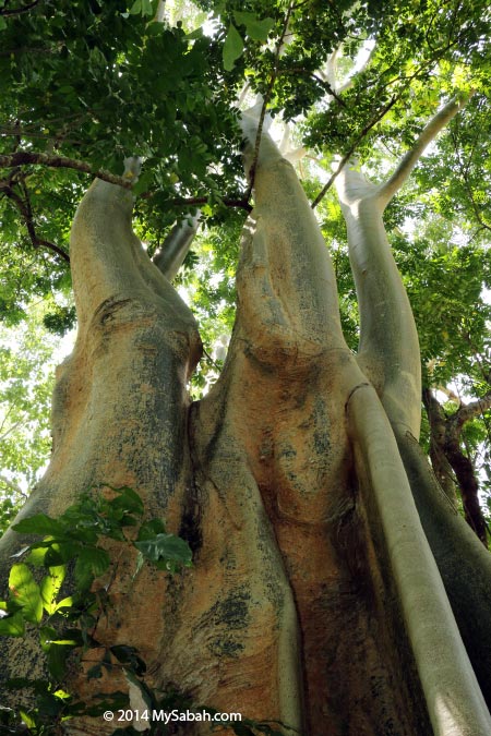 big tree in Tenom