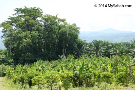 forest and plantation