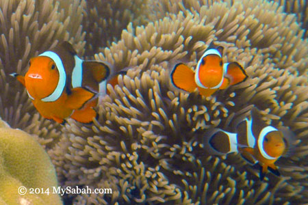 clownfish / anemone fish