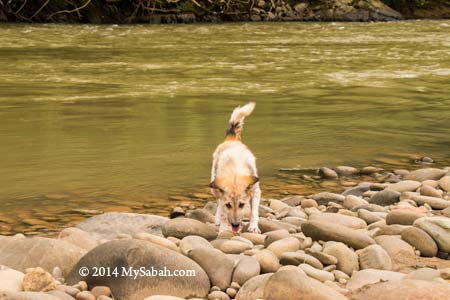 dog at Kiulu River