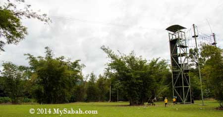 flying fox tower