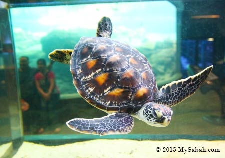 juvenile sea turtle in fish tank