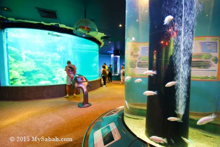 visitors in UMS Aquarium