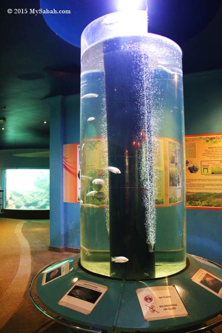 tube tank with Nile Tilapia (Oreochromis niloticus)