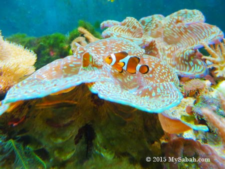 clownfish and giant clams