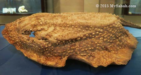 Durian Ray (Urogymnus asperrimus)