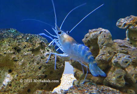 Giant Freshwater Prawn (Udang Galah) (macrobrachium rosenbergii)