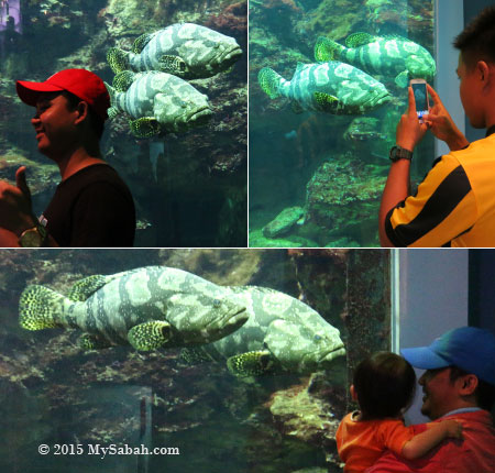 tourists taking photos of hybrid groupers