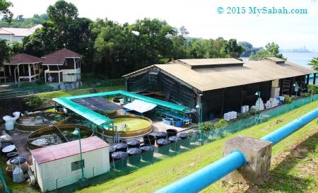 finfish and shrimp hatchery