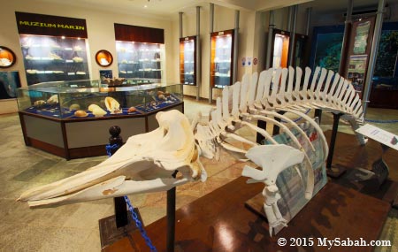 skeleton of Cuvier's Beaked Whale (Ziphius cavirostris)