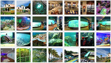 photo album of UMS Aquarium & Marine Museum