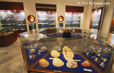 hard corals and seashells exhibition