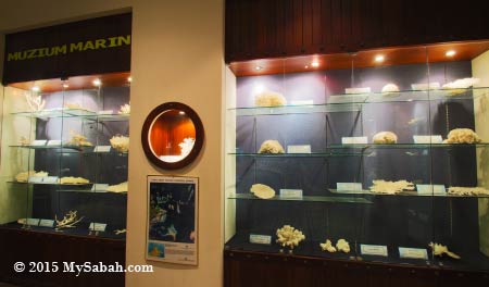 hard corals exhibition