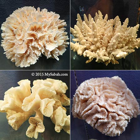 hard corals from Lahad Datu and Semporna