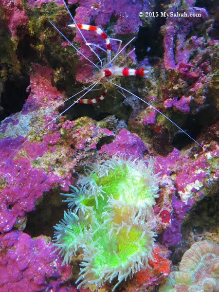 Banded Cleaner Shrimp and sea anemone