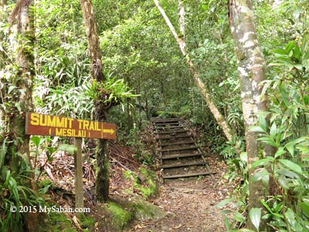 summit trail from Mesilau