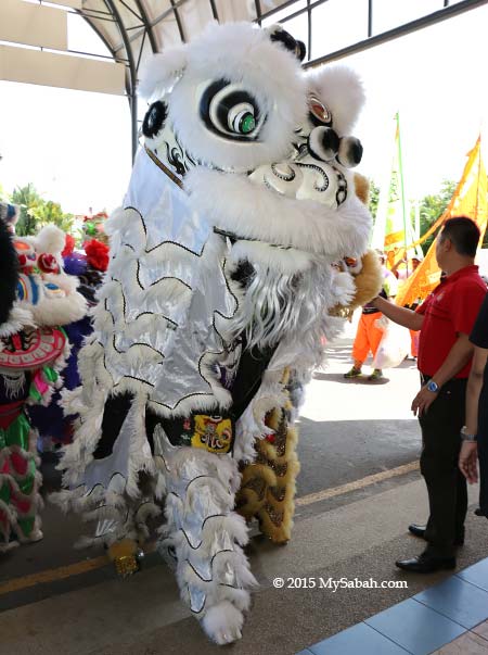 white lion