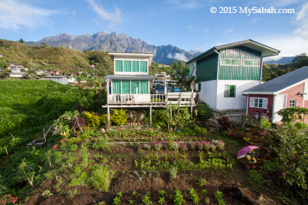 Mt. Kinabalu and garden of Little Hut