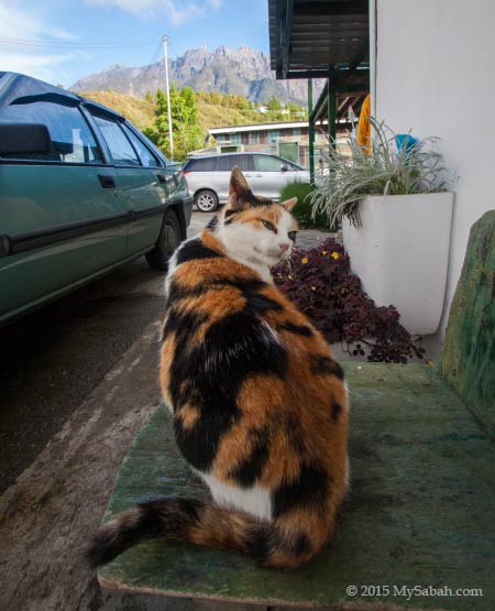 cat and Mt. Kinabalu