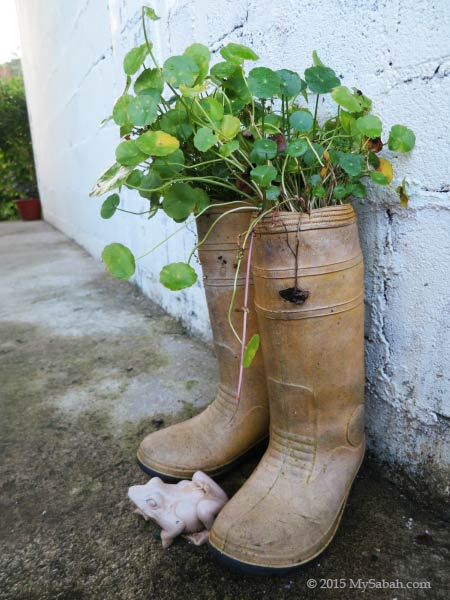 plant in boots