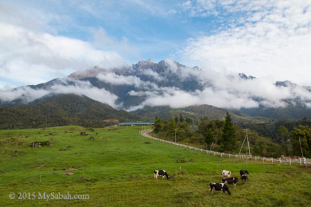 pasture of Desa Dairy Farm in Mesilau under Mt. Kinabalu