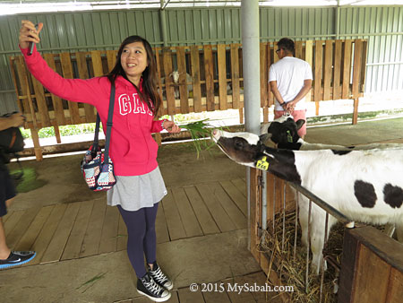 selfie with calf