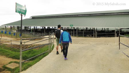 viewpoint of cow barn